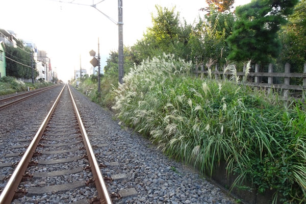 上井草の秋 上井草商店街へようこそ！